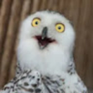 Meet your Posher, Alison